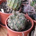 Gymnocalycium Capillaense (czerwiec 2007)