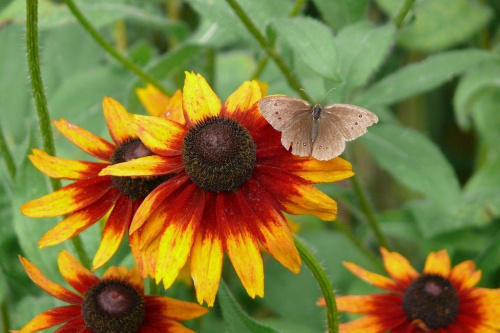 #Kwiaty #motyle #owady #Rudbekia #przyroda