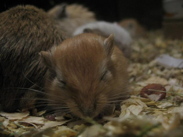 #skoczki #myszoskoczki #gerbil #gerbile #myszoskoczek