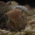 #skoczki #myszoskoczki #gerbil #gerbile #myszoskoczek