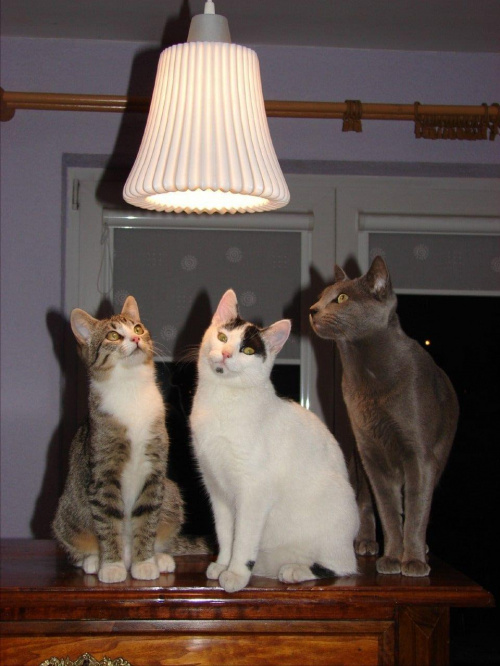 Ferajna pod lampa #koty #kotek #kot