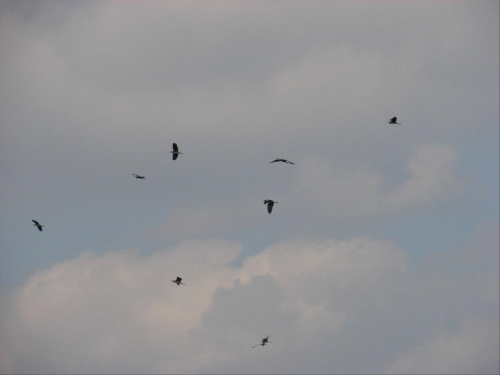 bociany czarne w locie #ptaki #bocian #BocianCzarny
