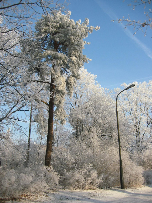 #zima #park #Łódź