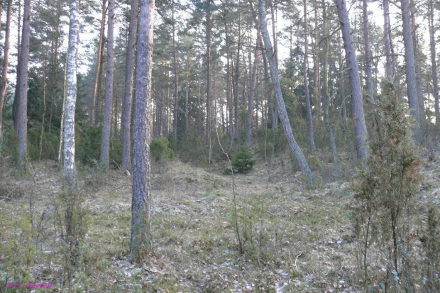 Puszcza Piska #PuszczaPiska #Mazury