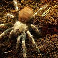 N. chromatus #pajak #pająk #ptasznik #nhandu #chromatus #spider