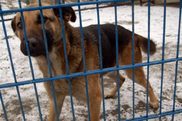 Sunia trafiła do schroniska 18 grudnia 2007r. Jej nr ewidencyjny do 2541 #psu #sunia #pies