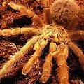 Murinus (Ptasznik słoneczny) #Pająk #ptasznik #spider #murinus #pterinochilus #pajak