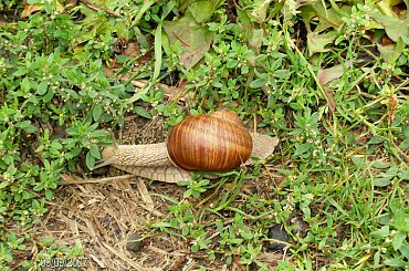 Wrześniowy winniczek #Ślimak #winniczek #natura #przyroda