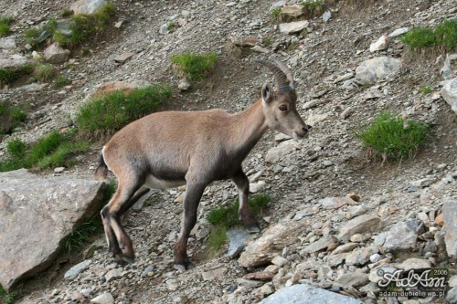 Kozica alpejska