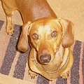 rolo