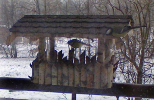 Sikorki w karmniku #PtakiSikorkiKarmnik